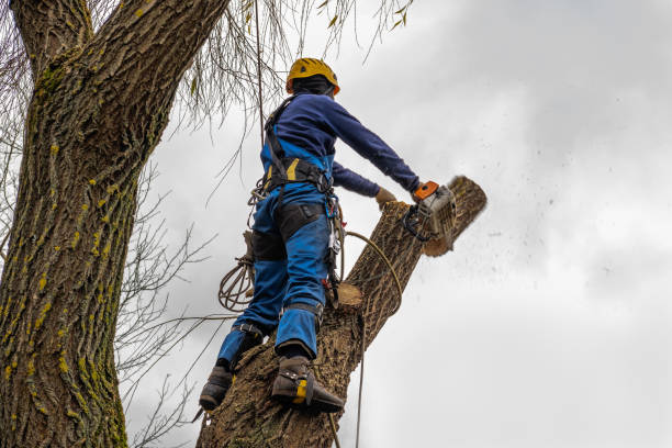 Best Leaf Removal  in Collingdale, PA